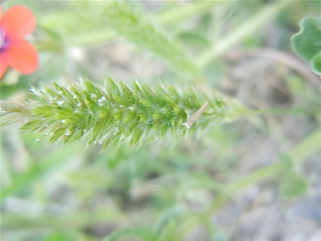 Lysimachia (=Anagallis) arvensis